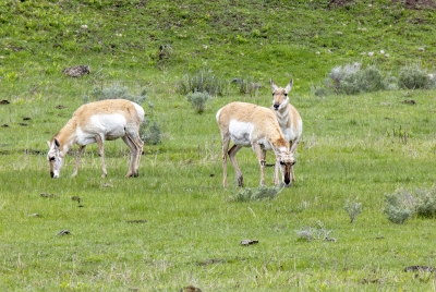 Pronghorn Antelopes YNP May 2025